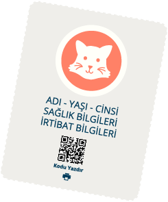 Kedi Profil